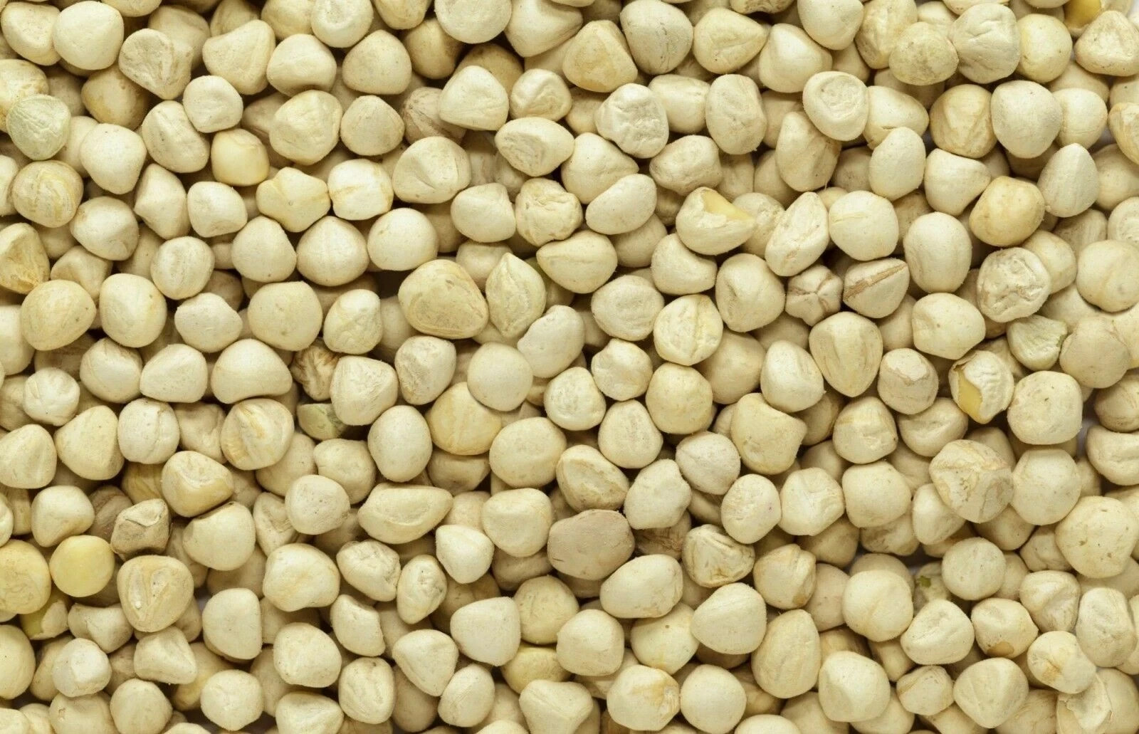 Moringa Oleifera Seeds Kernel 8.8 oz SHELLED Fresh Organic Semilla De Moringa