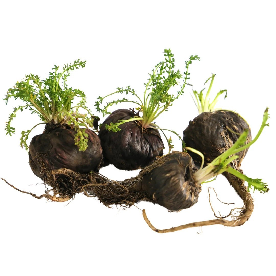 Maca Root Powder – 100% Pure Natural Raw NON-GMO Peruvian Superfood Healthy Bulk