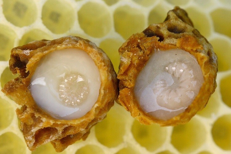 Royal Jelly , La Gelée Royale , Jalea Reale , Pappa real Fresh. 1000 gram