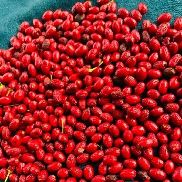15+ E.N Seeds For Growing Ornamental Tropical Plants | Berries Fresh From Ceylon