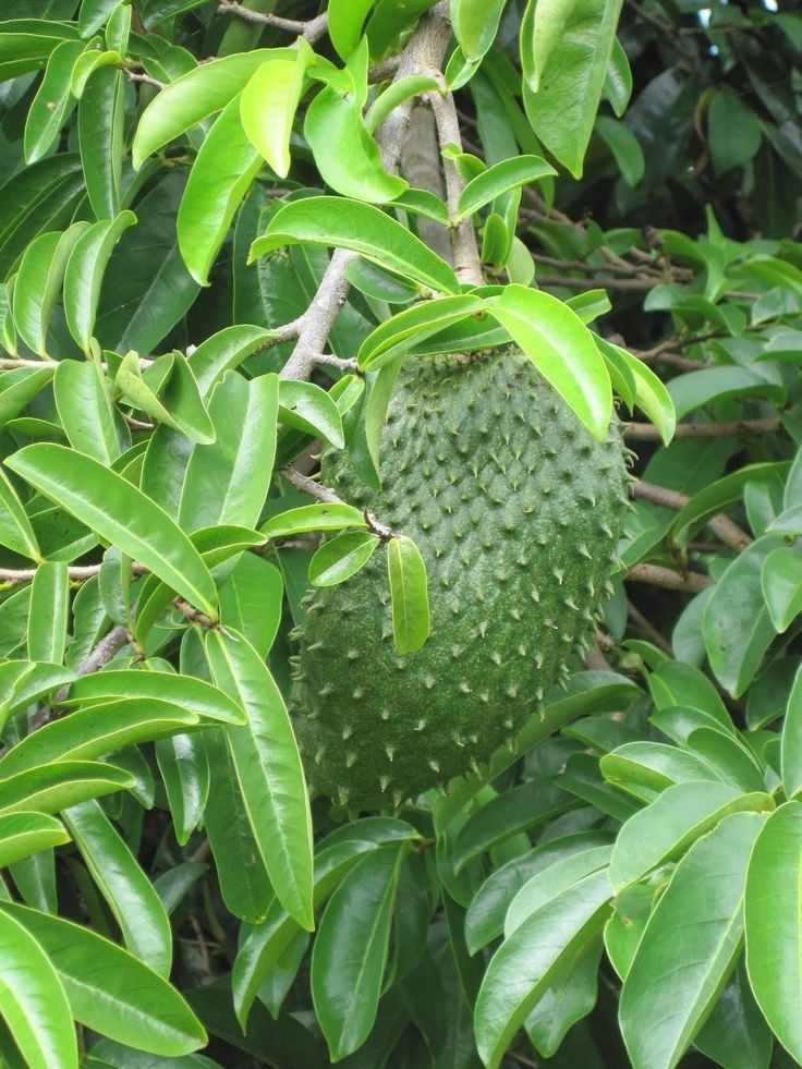 Dried Soursop leaves 100 leaves pcs/ 100% Organic natural Guanabana Graviola 50g