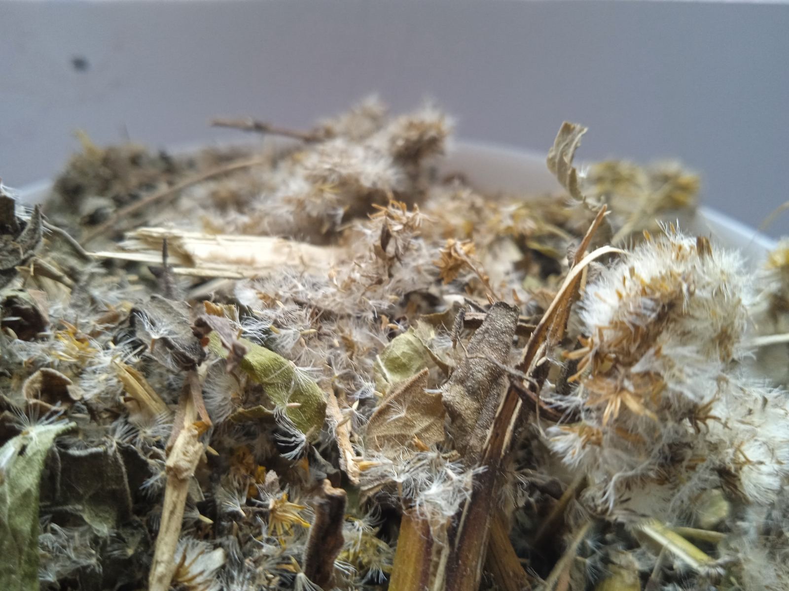 5 Kg 176.4 Oz Canadian goldenrod Grass Solidago virgaurea Dried Medicinal plant