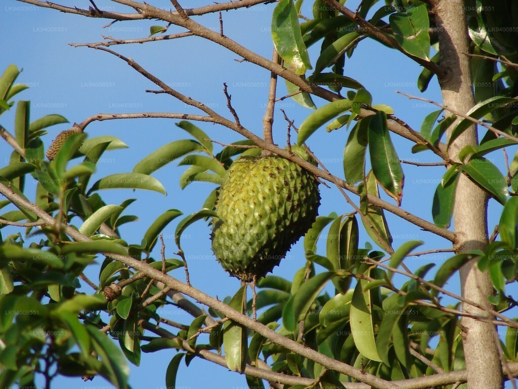 Dried Soursop leaves 100 leaves pcs/ 100% Organic natural Guanabana Graviola 50g