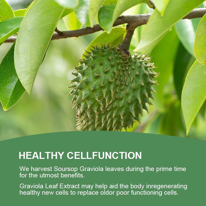 Soursop Graviola Capsules 1000mg 120 Pure Natural Soursop Capsules Leaves fruit