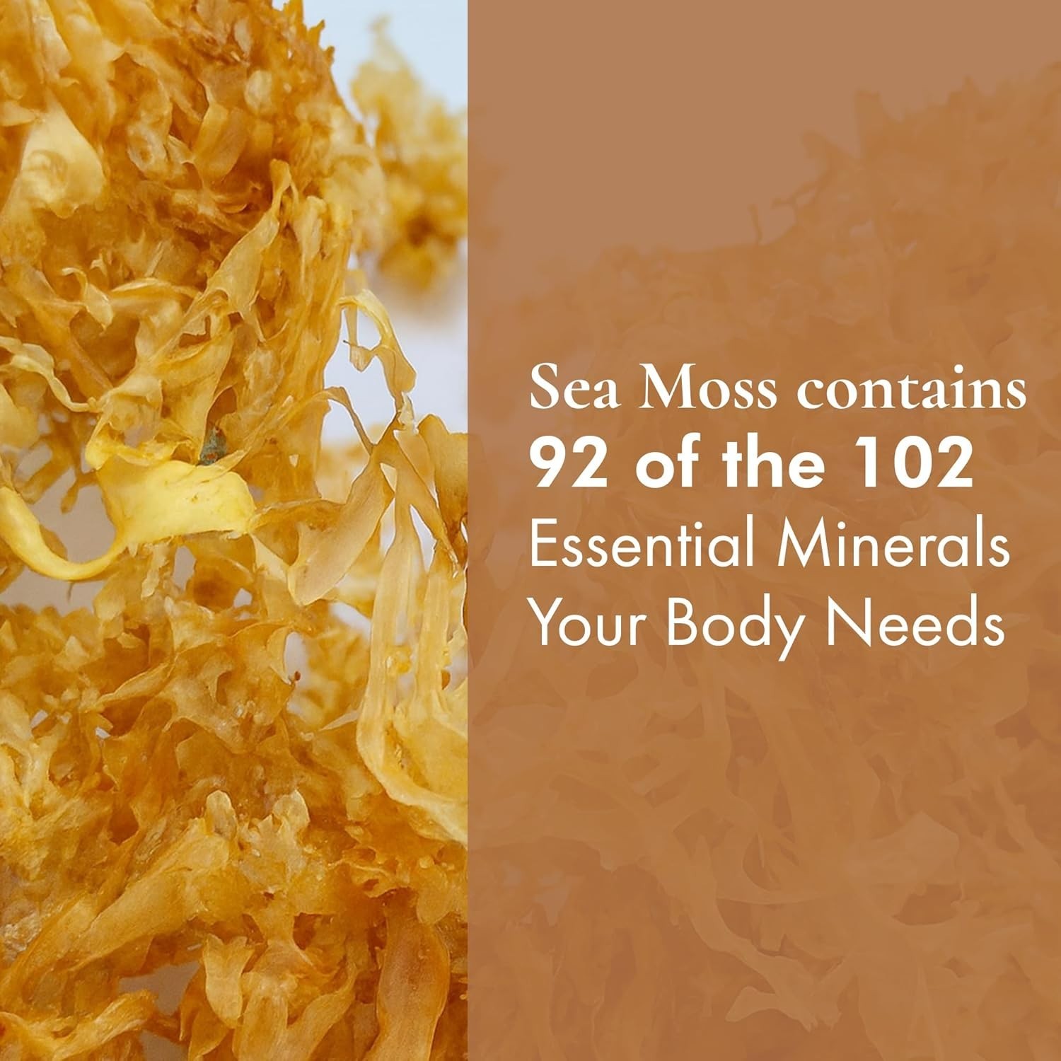 HalalEveryDay Wildcrafted Irish Sea Moss 1 lb (16 oz) – 100% Pure, Natural