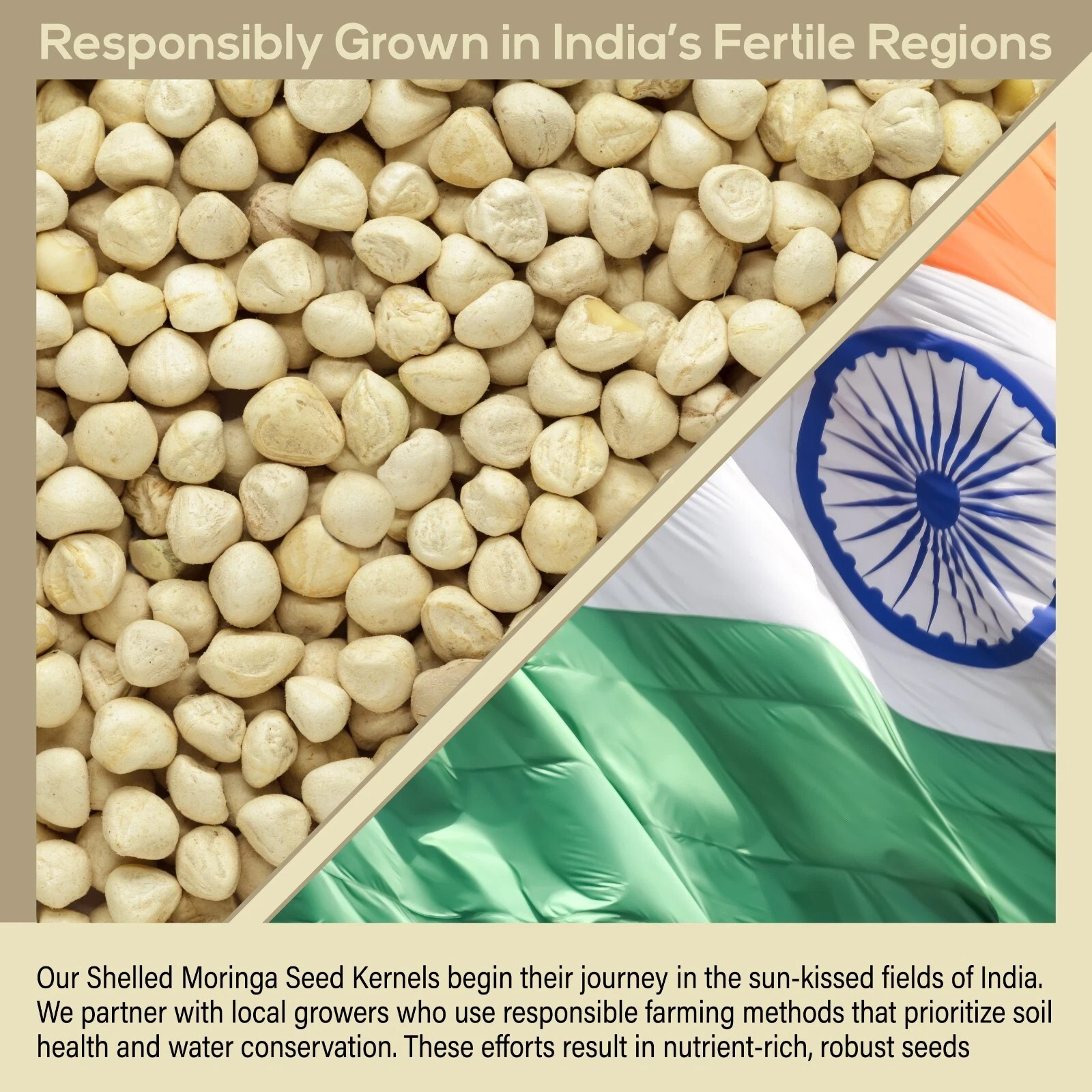 Moringa Oleifera Seeds Kernel 8.8 oz SHELLED Fresh Organic Semilla De Moringa