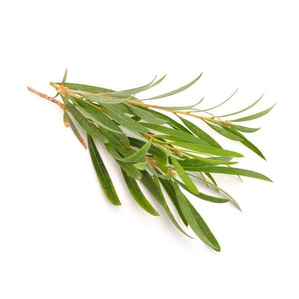TEA TREE ESSENTIAL OIL AROMATHERAPY GLASS BOTTLE 0.5 OZ 1 OZ