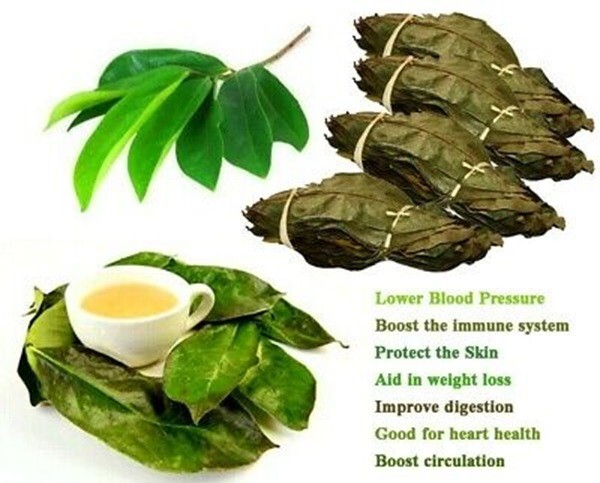 Soursop Graviola Liquid Drops 2oz.