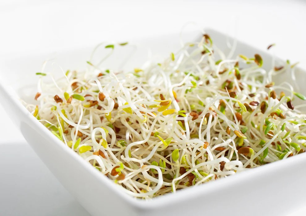 Organic Alfalfa Seeds for Sprouting – Non-GMO, Sproutable – by Food To Live